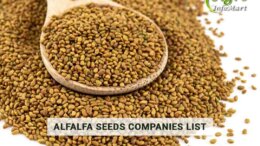 Alfalfa Seeds Manufacturers Companies list