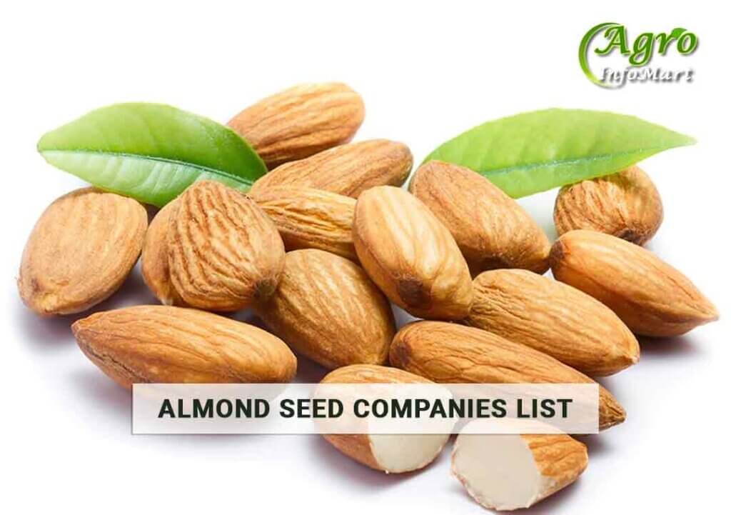 Supreme Quality almond seeds Manufacturers, Suppliers, Exporters Companies List From India