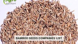 Bamboo Seeds Manufacturers Companies List in inda