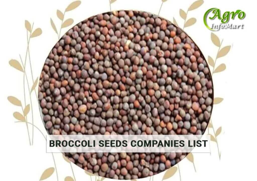 Broccoli seeds manufacturers companies List in india