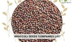 Broccoli seeds manufacturers companies List in india