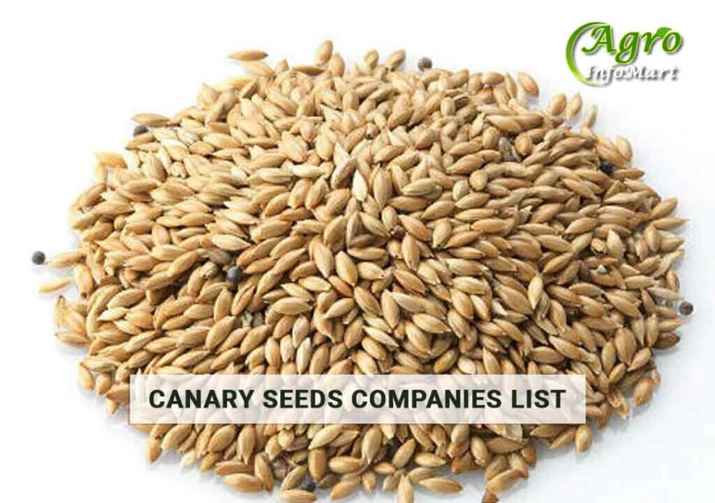 Canary Seeds Manufacturers Companies List In India