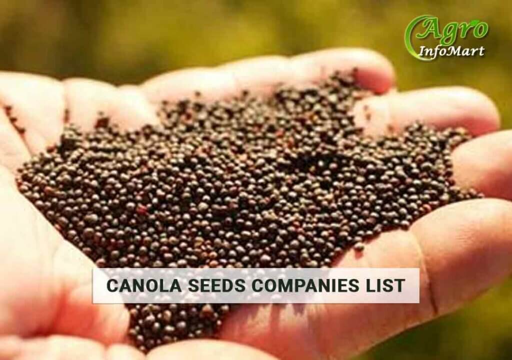 Canola Seeds Manufacturers Companies List in India