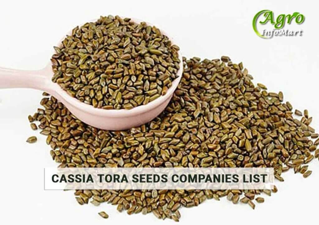 Cassia Tora Seeds Manufacturers  companies List In India