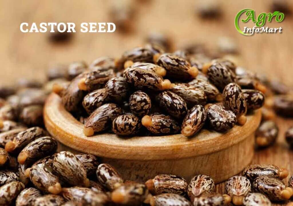 castor seed Manufacturers Companies List In India