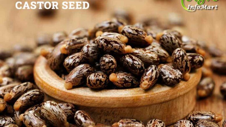 castor seed Manufacturers Companies List In India