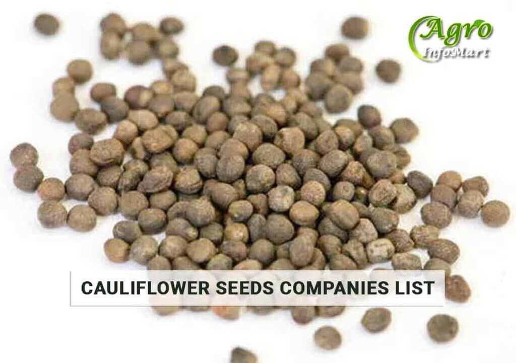 Cauliflower Seeds Manufacturers Companies  List in Inida