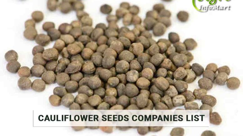 Cauliflower Seeds Manufacturers Companies List in Inida