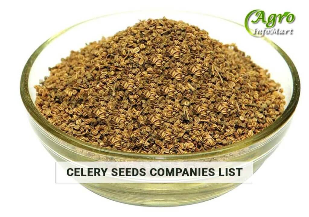 Celery Seeds Manufacturers Companies List In India