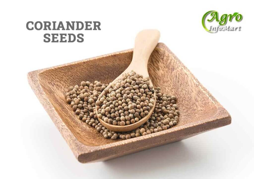 Coriander seeds Manufacturers Companies List In India