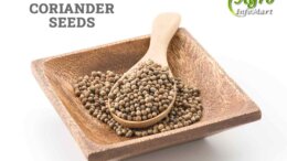 Coriander seeds Manufacturers Companies List In India