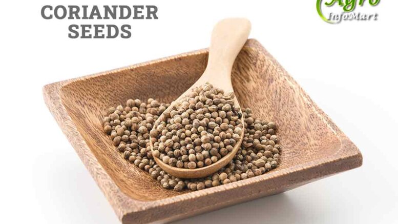 Coriander seeds Manufacturers Companies List In India