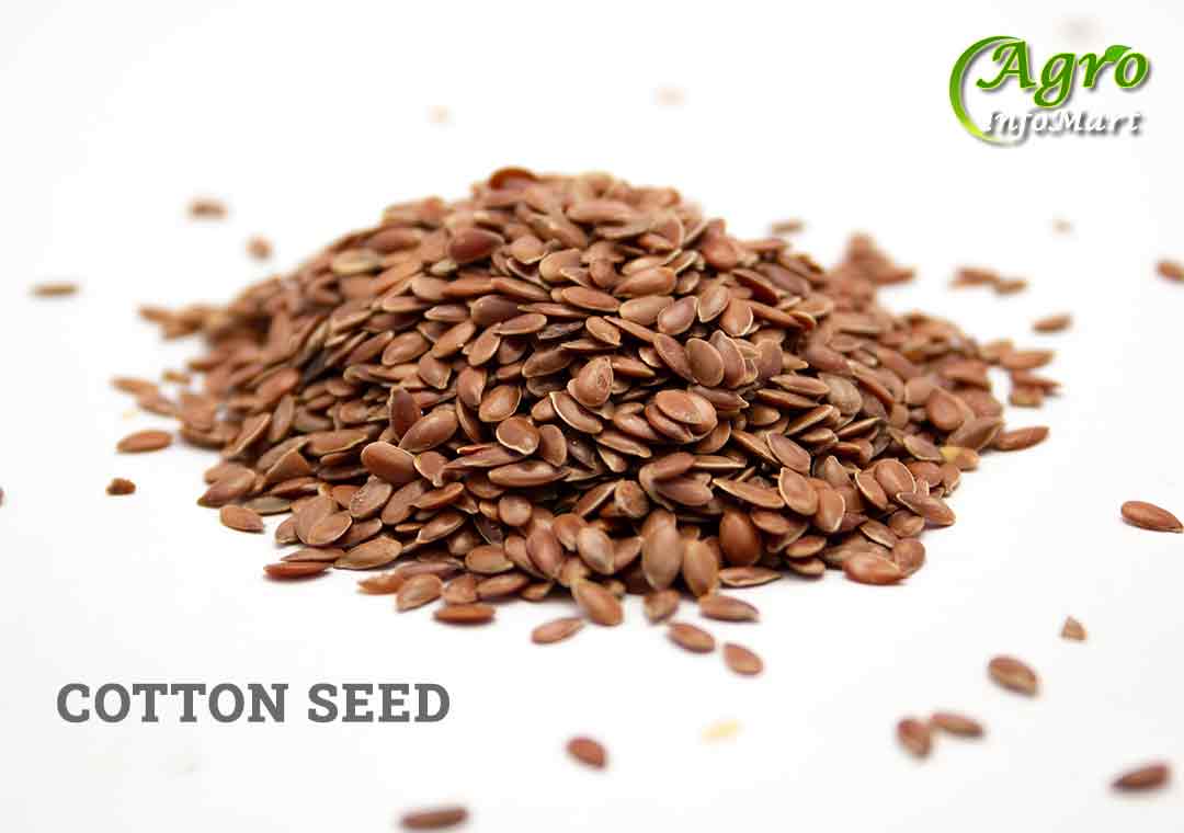 Cotton Seeds Manufacturers Companies List In India