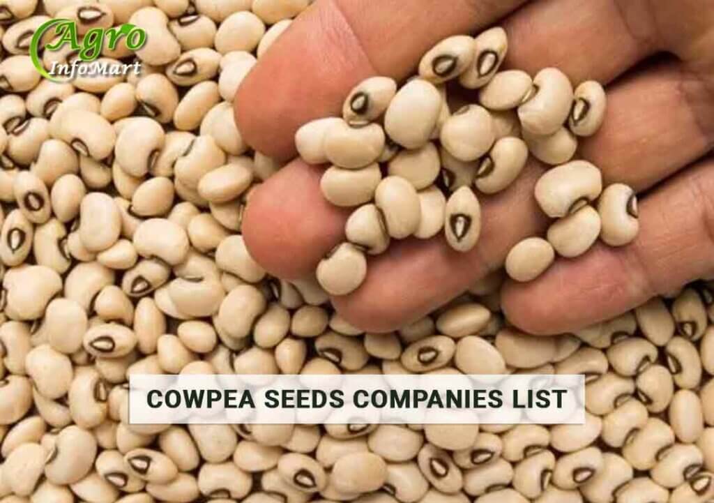 Cowpea Seeds Manufacturers Company From India