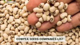 Cowpea Seeds Manufacturers Company From India