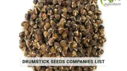 Drumstick Seeds Manufacturers Companies In india