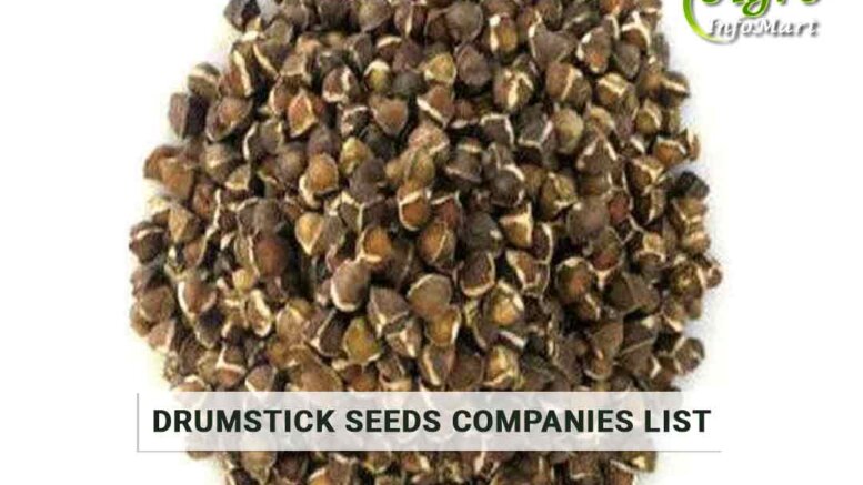 Drumstick Seeds Manufacturers Companies In india
