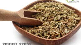 Fennel seed manufacturers companies list