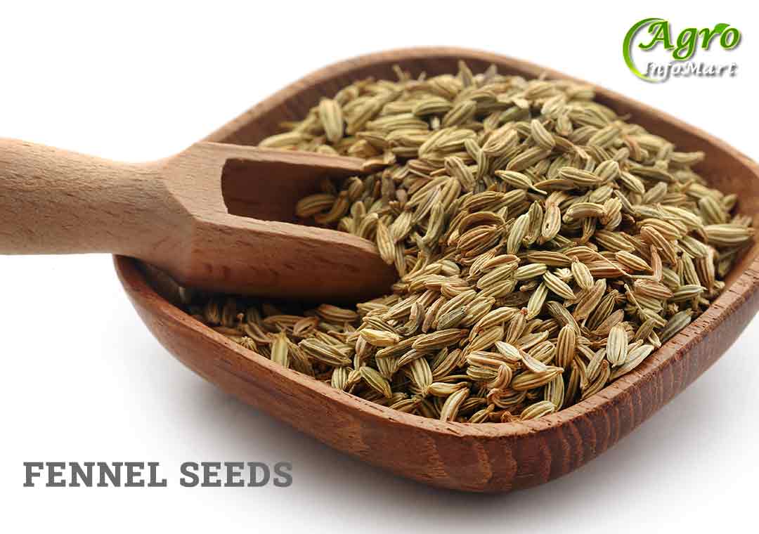 Fennel seed manufacturers companies list