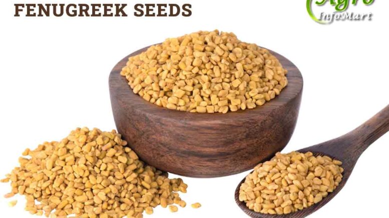 Fenugreek Seeds Manufacturers Companies List in India