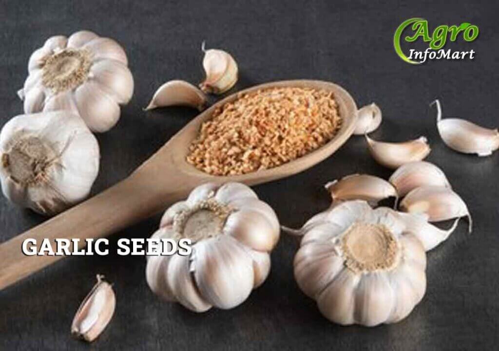 Garlic Seeds Manufacturers Companies List in India