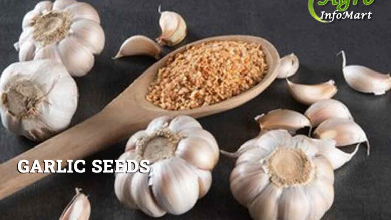 Garlic Seeds Manufacturers Companies List in India