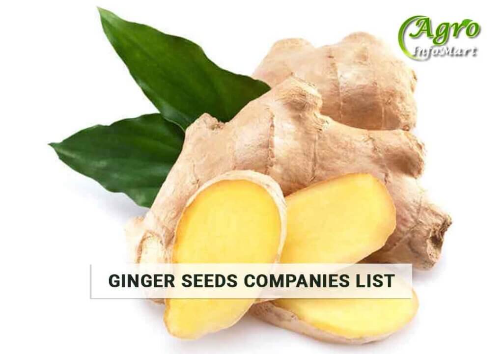 Ginger Seeds Manufacturers Companies List In India