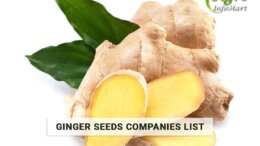 Ginger Seeds Manufacturers Companies List In India