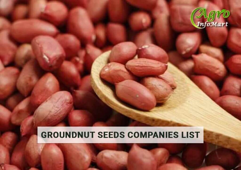 Groundnut seeds manufacturers Companies List In India