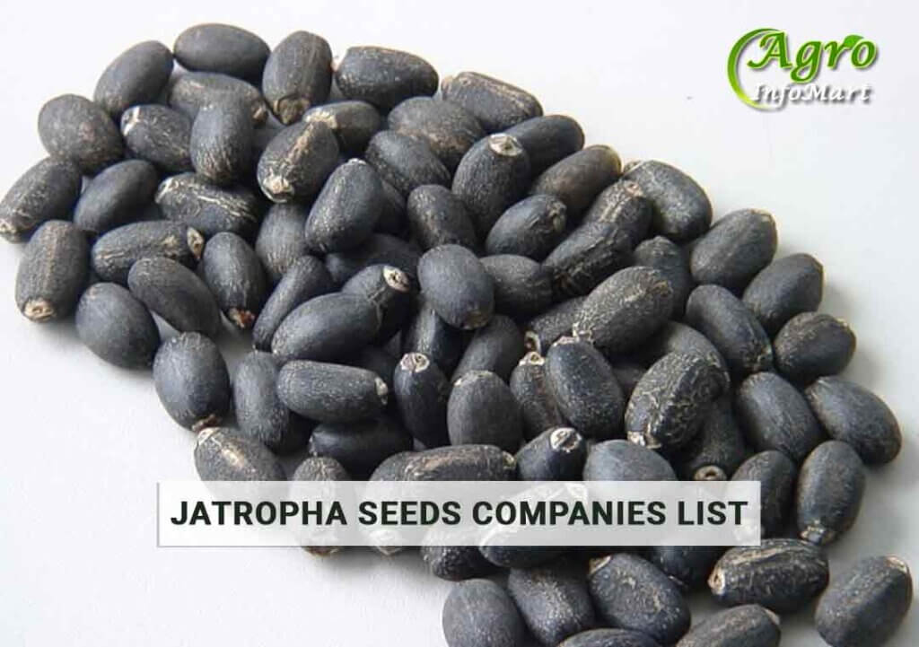  Jatropha Seeds manufacturers  companies list in india