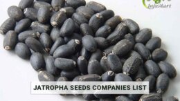 Jatropha Seeds manufacturers companies list in india
