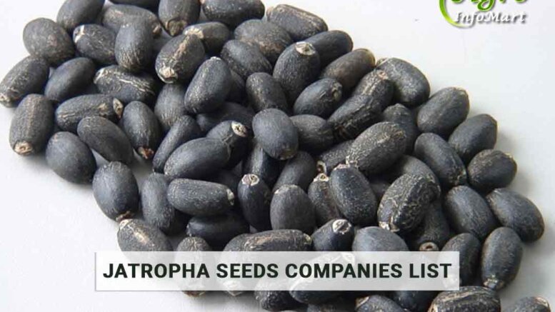 Jatropha Seeds manufacturers companies list in india