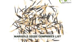 marigold seeds manufacturers, Suppliers, Wholesaler, Exporters Companies List From India