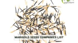 marigold seeds manufacturers, Suppliers, Wholesaler, Exporters Companies List From India