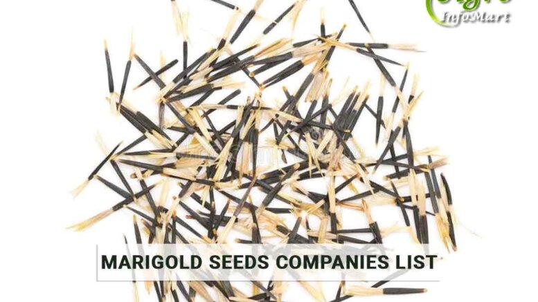 marigold seeds manufacturers, Suppliers, Wholesaler, Exporters Companies List From India