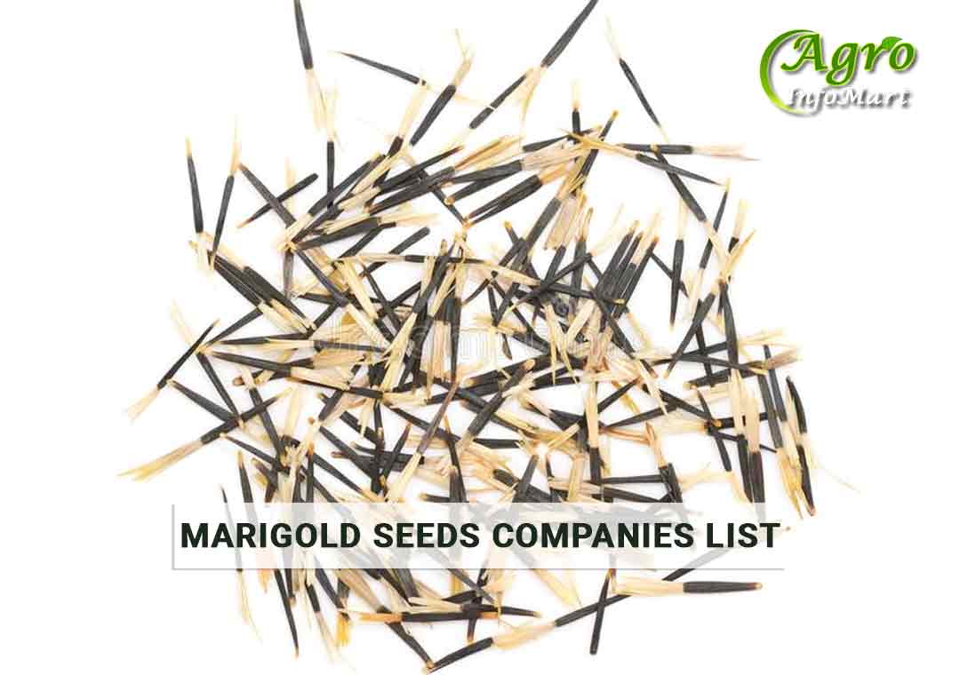 marigold seeds manufacturers, Suppliers, Wholesaler, Exporters Companies List From India