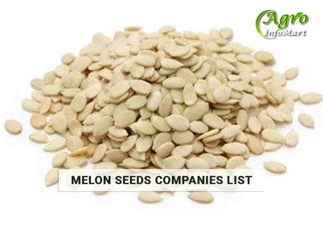 Melon Seeds Manufacturers Companies list In India