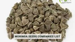 Moringa Seeds Manufacturers Companies List In India