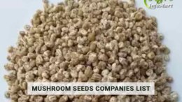 Mushroom Seeds Manufacturers, Suppliers, Wholesalers Companies List In India