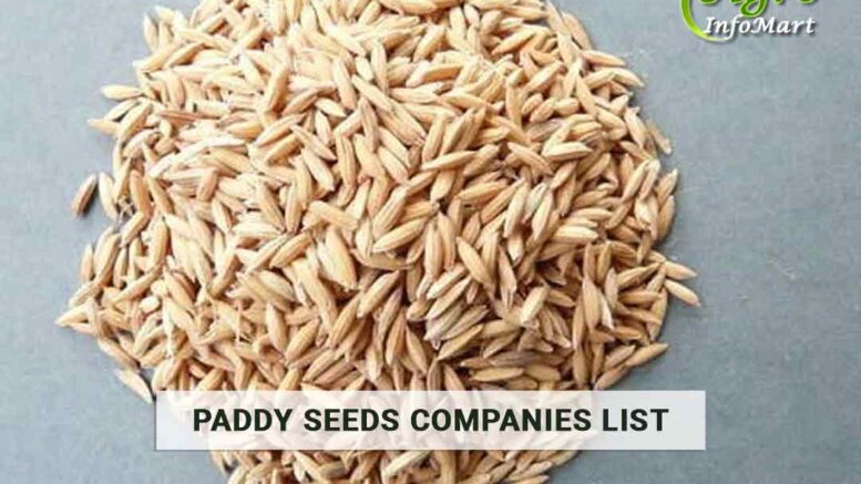 Paddy Seeds Manufacturers Wholesalers, Exporters Companies List In India