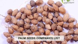 First Class Quality Palm Seeds Manufacturers Companies List From India