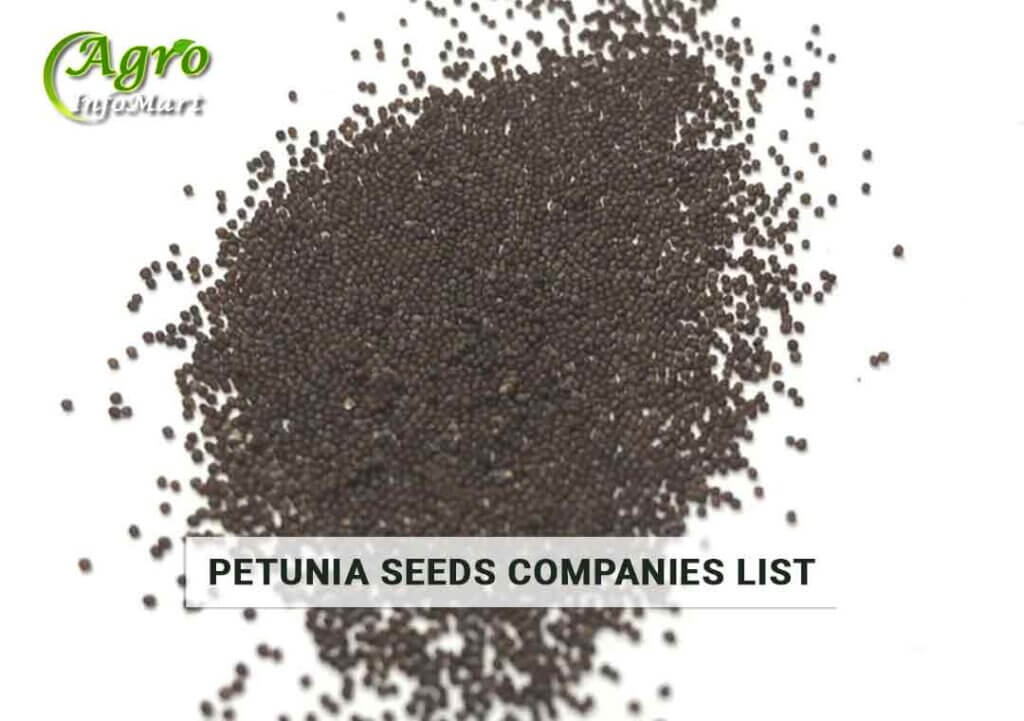 Petunia Seeds Manufacturers Companies in India