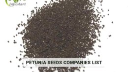 Petunia Seeds Manufacturers Companies in India