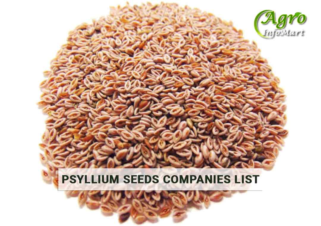 Psyllium Seeds Manufacturers Companies List in india