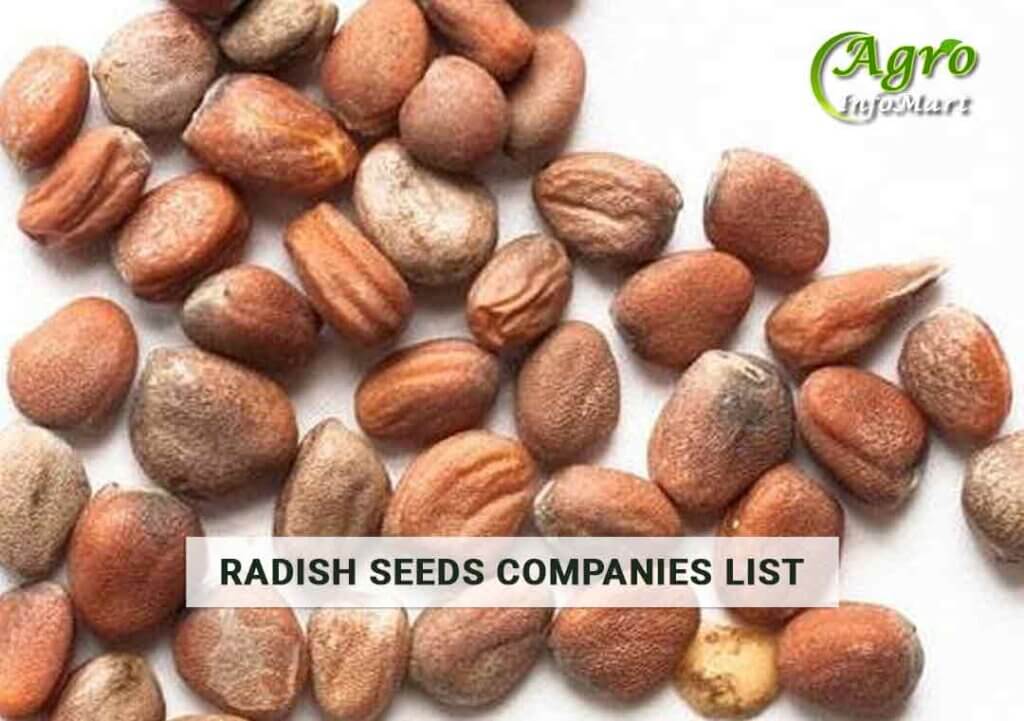 Radish Seeds Manufacturers Wholesalers, Exporters Companies List
