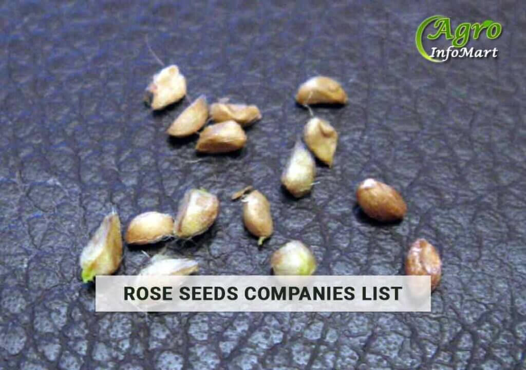 Supreme Quality Rose Seeds Manufacturers Companies List From India