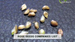 Supreme Quality Rose Seeds Manufacturers Companies List From India