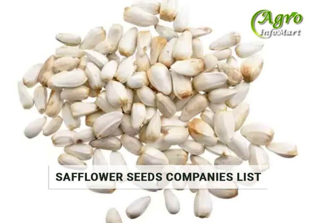 Safflower Seeds Manufacturers Companies List in India
