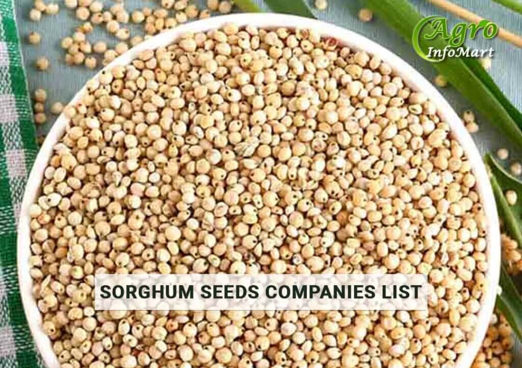 Sorghum Seeds Manufacturers Companies List In India