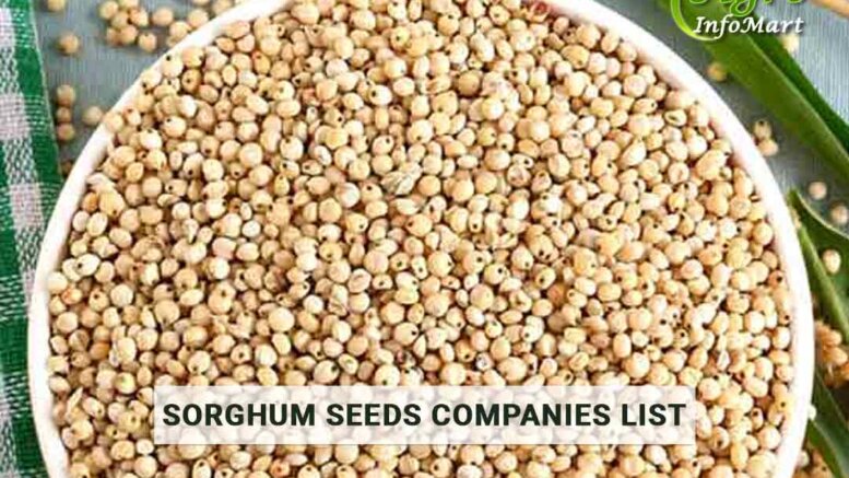 Sorghum Seeds Manufacturers Companies List In India